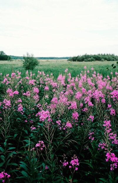 Disparo vertical de flores rosadas que crecen en el campo durante el día