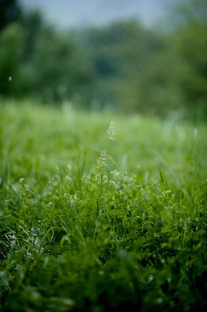 Disparo vertical de flores sobre la hierba verde