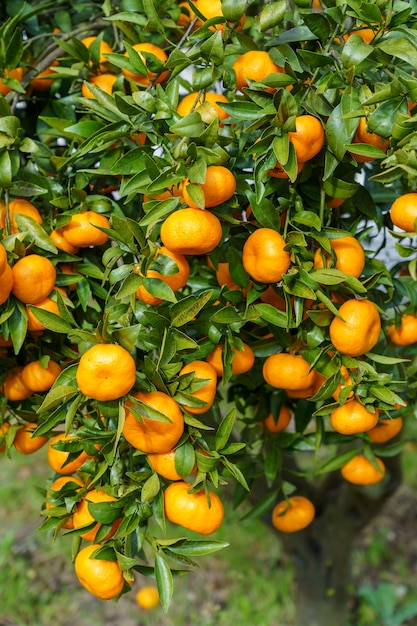 Disparo vertical de fruta naranja en un árbol
