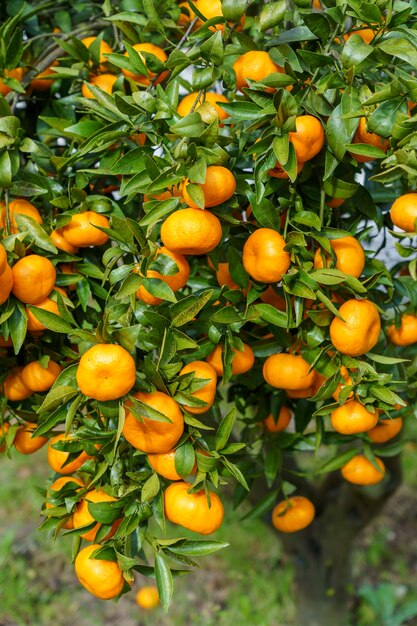 Disparo vertical de fruta naranja en un árbol