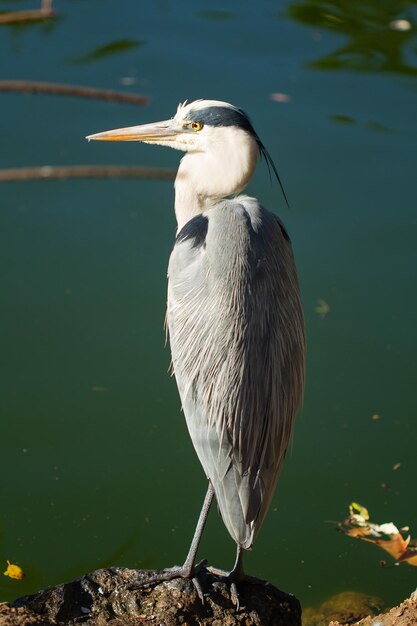 Disparo vertical de garza gris, Ardea cinerea