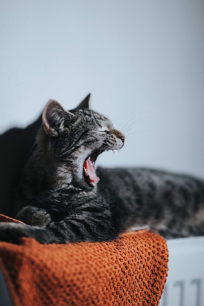 Disparo vertical de un gatito rayado gris acostado y bostezando