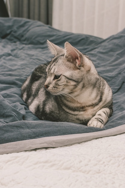 Disparo vertical de un gato atigrado gris acostado en una cama