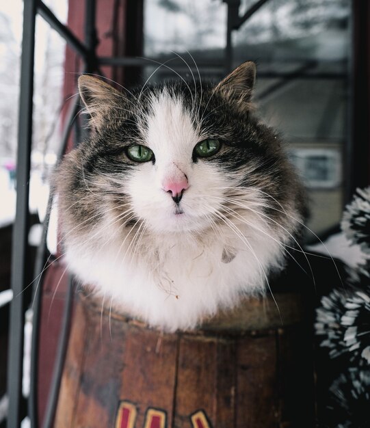 Disparo vertical de un gato blanco y negro en una habitación