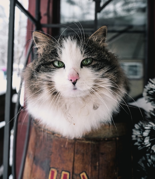 Disparo vertical de un gato blanco y negro en una habitación