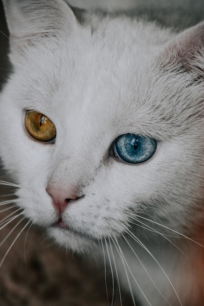 Disparo vertical de un gato blanco con ojos de diferentes colores.
