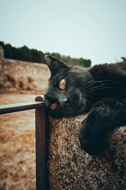 Disparo vertical de un gato callejero negro perezoso acostado en una valla de hormigón