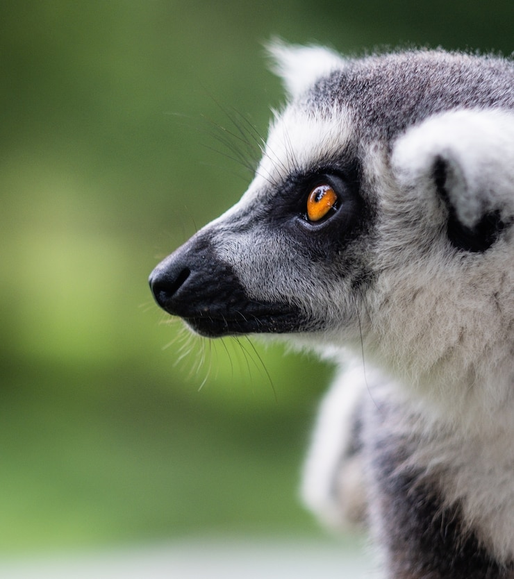 Foto gratuito disparo vertical de un gato de madagascar detrás de un fondo verde