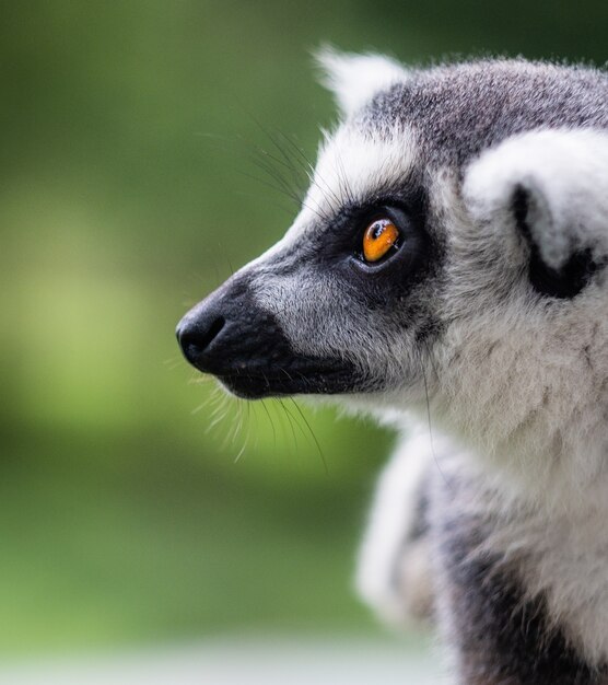 Disparo vertical de un gato de Madagascar detrás de un fondo verde