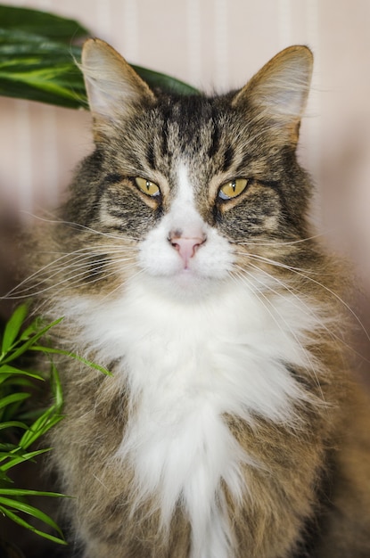 Disparo vertical de un gato marrón de pelo largo mirando a la cámara con un fondo borroso