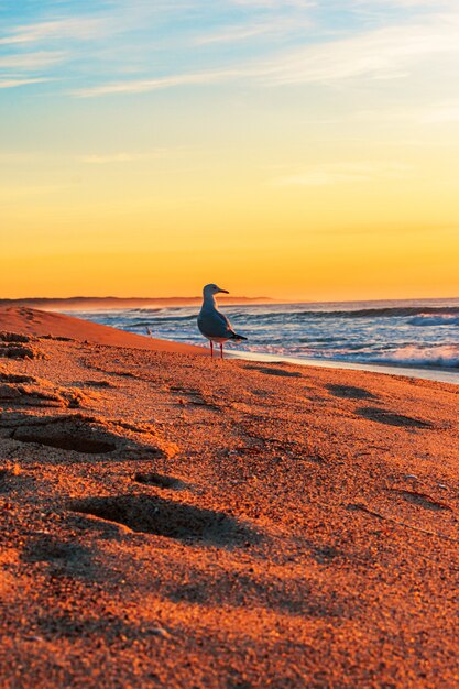 Disparo vertical de una gaviota de pie en la orilla de la entrada norte de la playa