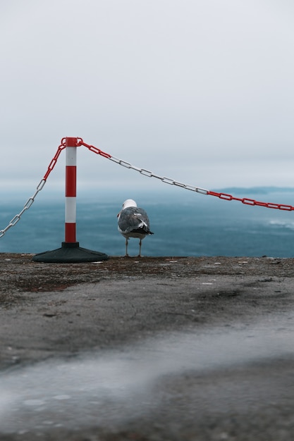 Foto gratuita disparo vertical de una gaviota en la playa