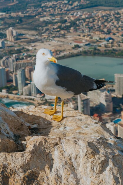 Disparo vertical de una gaviota sobre un acantilado con edificios en Calp, España