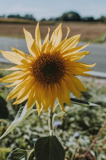 Disparo vertical de un girasol que crece al lado de la carretera en un día soleado