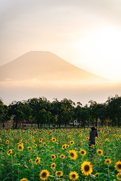 Disparo vertical de girasoles en el campo con una montaña