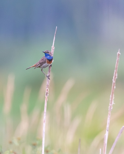 Disparo vertical de una golondrina europea encaramado sobre una planta seca