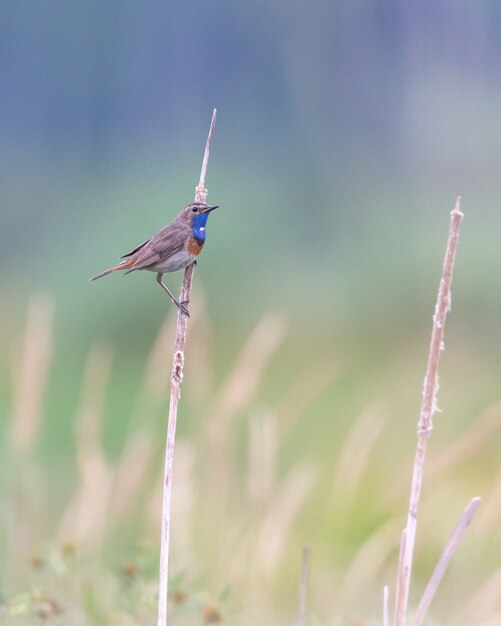 Disparo vertical de una golondrina europea encaramado sobre una planta seca