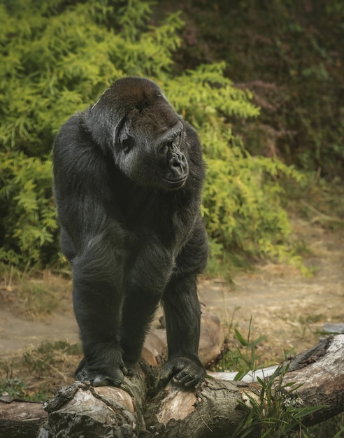 Foto gratuita disparo vertical de un gorila gigante de pie a cuatro patas en un bosque