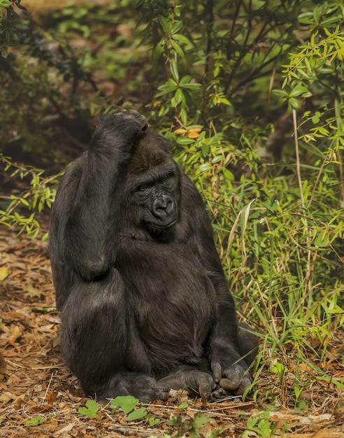 Foto gratuita disparo vertical de un gorila rascándose la cabeza mientras está sentado con un bosque borroso en el fondo