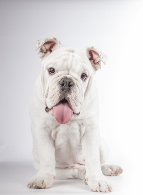 Disparo vertical de un gracioso cachorro de bulldog inglés sentado en la pared blanca