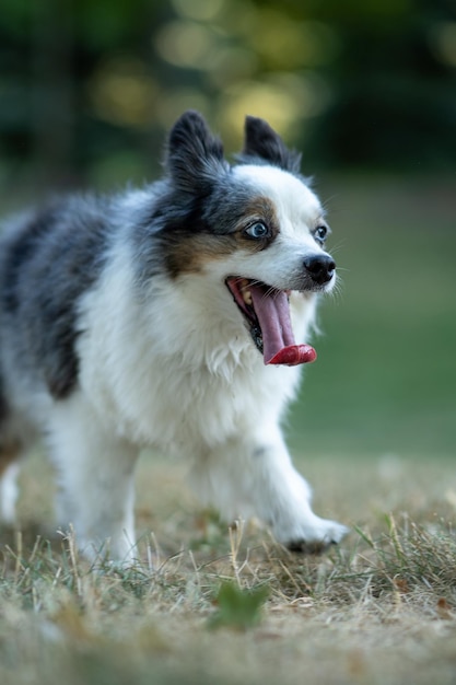 Disparo vertical de un gracioso perro gris y blanco sobre hierba