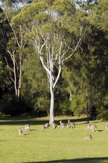 Disparo vertical de un grupo de canguros de pie en el soleado valle cerca del árbol