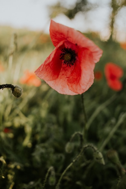 Disparo vertical de una hermosa amapola roja en un campo a la luz del día