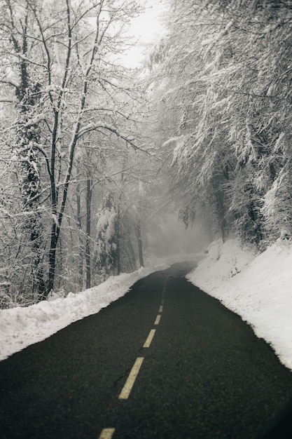 Disparo vertical de una hermosa carretera vacía rodeada de bosque nevado