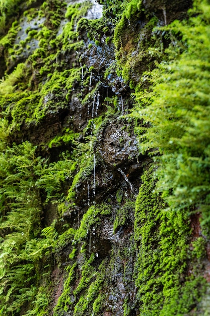 Disparo vertical de una hermosa cascada rodeada de vegetación en Hawai