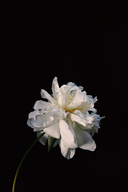 Disparo vertical de una hermosa flor de peonía de pétalos blancos sobre un negro