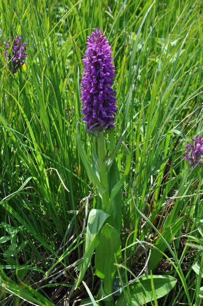 Disparo vertical de una hermosa orquídea de uñas del Báltico en Armenia