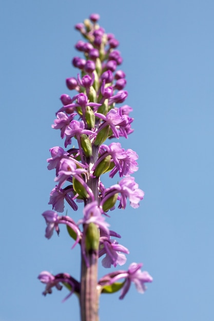 Disparo vertical de la hermosa planta con flores púrpura Dactylorhiza Praetermissa