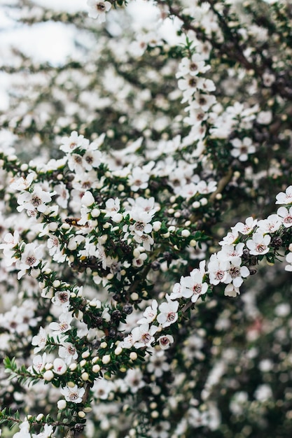 Disparo vertical de hermosas flores blancas en un árbol durante la primavera
