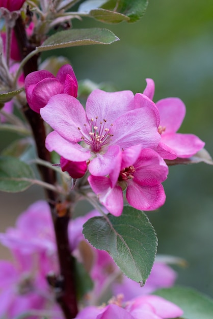 Foto gratuita disparo vertical de hermosas flores de manzano con flores rosas en el parque