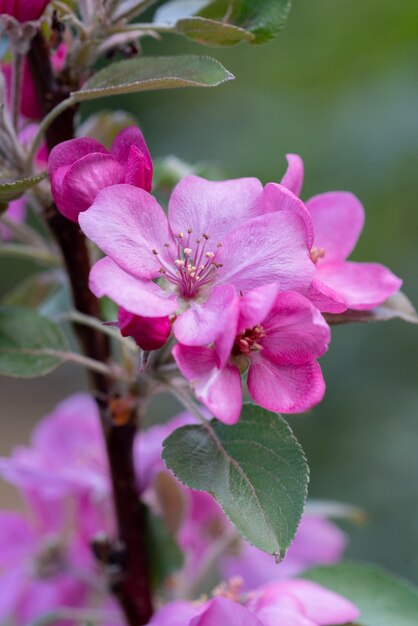 Disparo vertical de hermosas flores de manzano con flores rosas en el parque