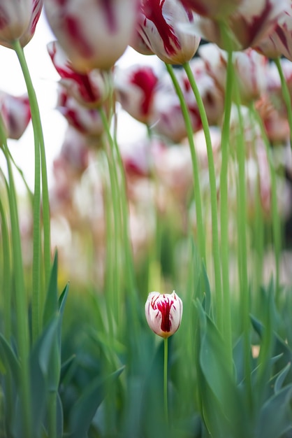 Foto gratuita disparo vertical de hermosas flores de tulipán con un tulipán pequeño que crece en el suelo