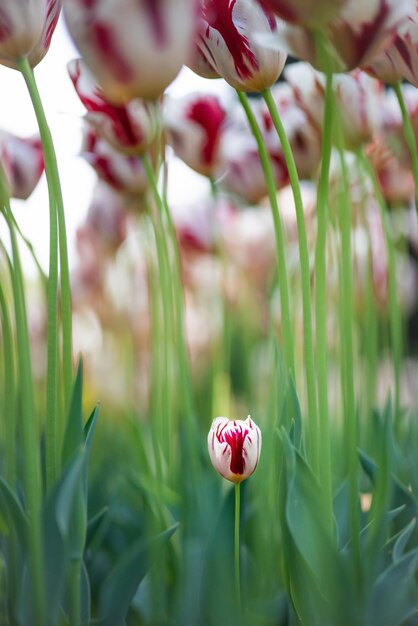 Disparo vertical de hermosas flores de tulipán con un tulipán pequeño que crece en el suelo