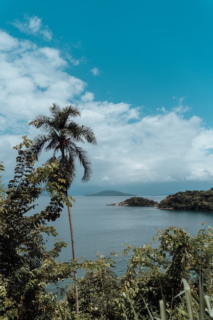 Disparo vertical de hermosas palmeras y vistas a la playa en Río de Janeiro.