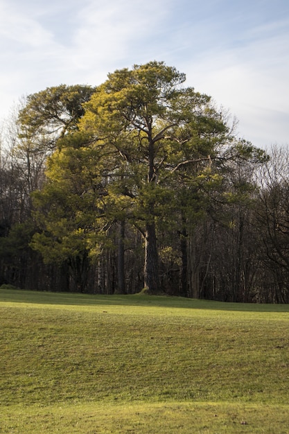 Disparo vertical de un hermoso árbol verde exuberante en un campo