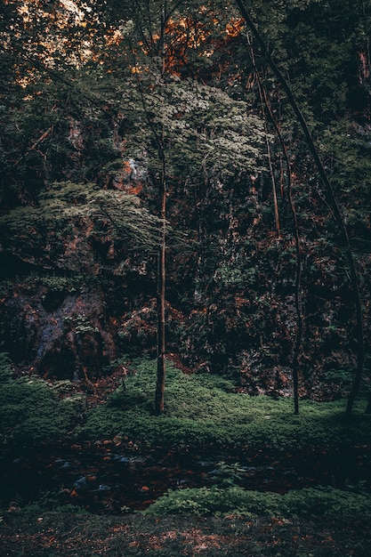 Disparo vertical de un hermoso bosque con altos árboles de hojas coloridas en la noche