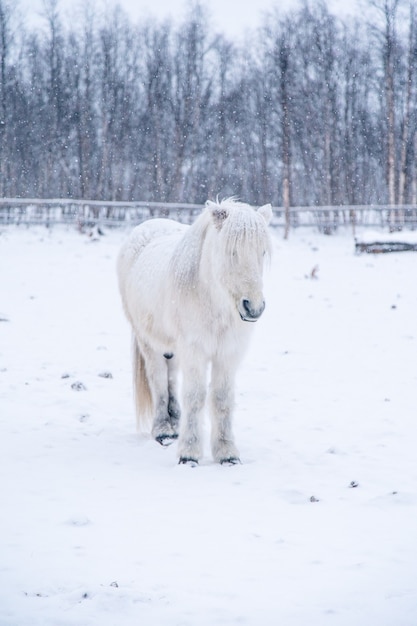 Disparo vertical de un hermoso caballo blanco en un campo nevado en el norte de Suecia