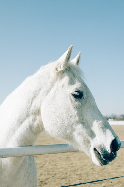 Disparo vertical de un hermoso caballo blanco primer plano permanente a una baranda metálica en un rancho