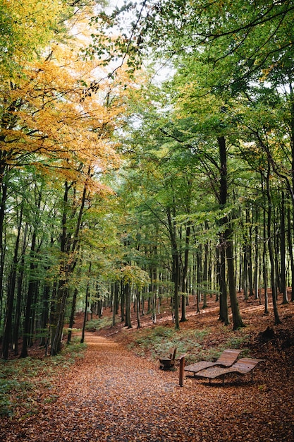 Disparo vertical de un hermoso camino cubierto de árboles de otoño en un parque con dos bancos en la parte delantera