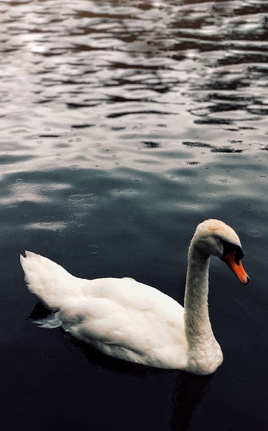 Disparo vertical de un hermoso cisne adulto nadando en un lago