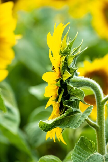 Disparo vertical de un hermoso girasol