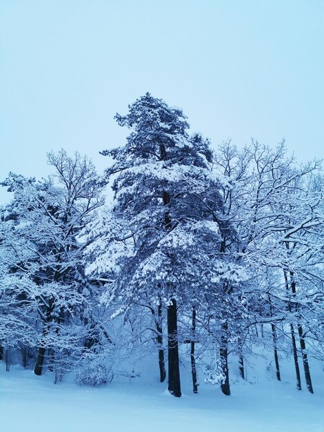 Disparo vertical de un hermoso invierno en Escandinavia, Larvik, Noruega