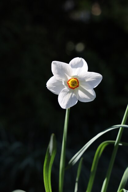 Disparo vertical de un hermoso narciso blanco