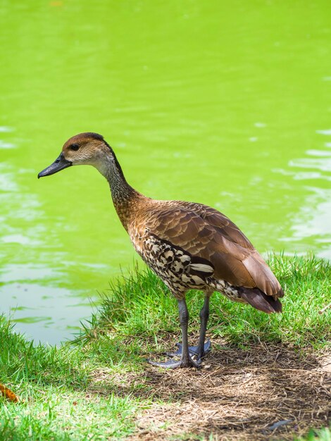 Disparo vertical de un hermoso pato parado en el suelo frente al agua