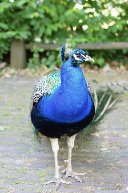 Disparo vertical de un hermoso pavo real macho