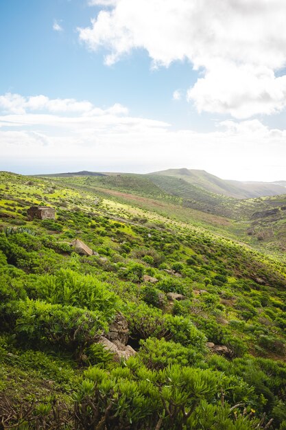 Disparo vertical de un hermoso terreno montañoso cubierto de vegetación verde